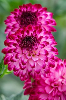 Dahlia (Dahlia), variety Little William, MÃ¼nsterland, North Rhine-Westphalia, Germany