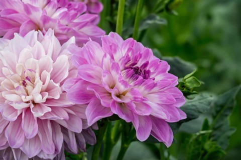Dahlias (Dahlia), MÃ¼nsterland, North Rhine-Westphalia, Germany