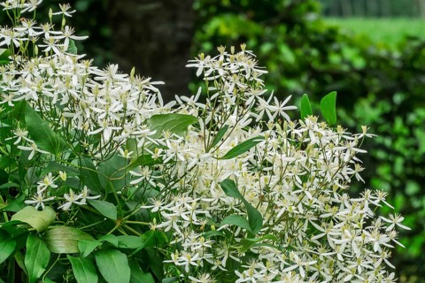 Clematis recta (Clematis recta), MÃ¼nsterland, North Rhine-Westphalia, Germany