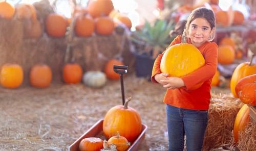 Young girl choosing A pumpkin at A pumpkin patch on a fall day