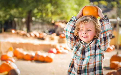 Cute young boy having fun at the pumpkin patch on a sunny fall day