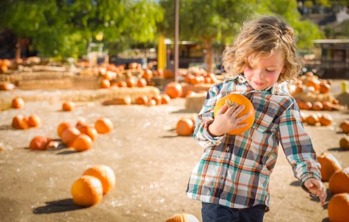 Cute young boy having fun at the pumpkin patch on a sunny fall day