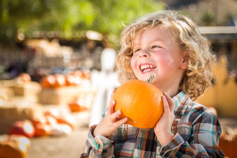 Cute young boy having fun at the pumpkin patch on a sunny fall day