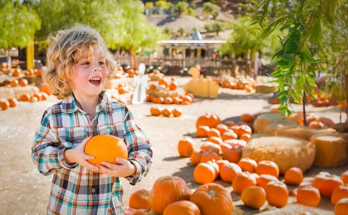Cute young boy having fun at the pumpkin patch on a sunny fall day