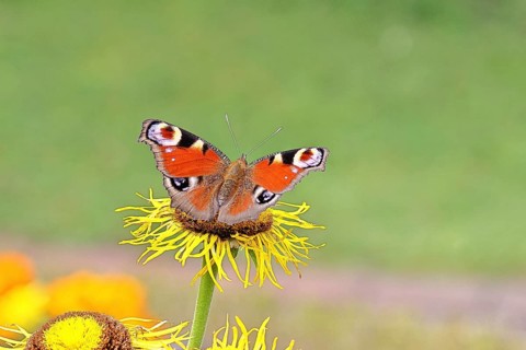 Peacock butterfly (Aglais io), on a yellow flower of a Great Telekie (Telekia speciosa), Wilnsdorf,