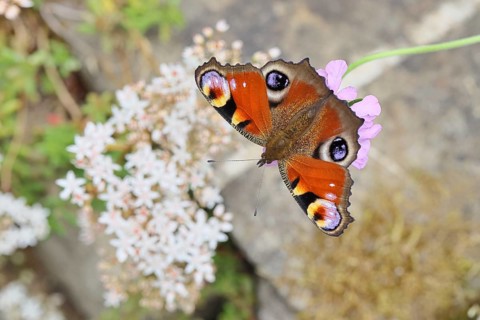 Peacock butterfly (Inachis io) sucking nectar on scabiosa, in a natural environment in the wild,