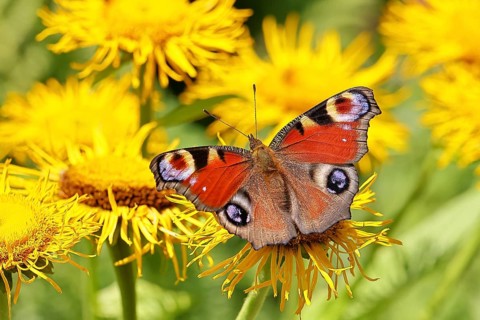 Peacock butterfly (Aglais io), on a yellow flower of a Great Telekie (Telekia speciosa), Wilnsdorf,
