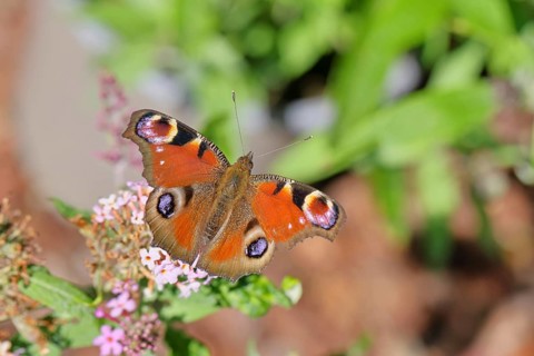 Peacock butterfly (Inachis io) sucking nectar on butterfly bush (Buddleja davidii), in a natural