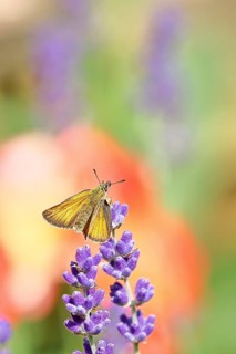 Large skipper (Ochlodes venatus), collecting nectar from a flower of Common lavender (Lavandula
