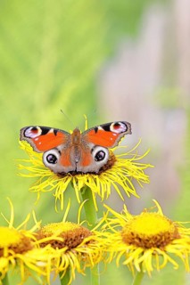 Peacock butterfly (Aglais io), on a yellow flower of a Great Telekie (Telekia speciosa), Wilnsdorf,