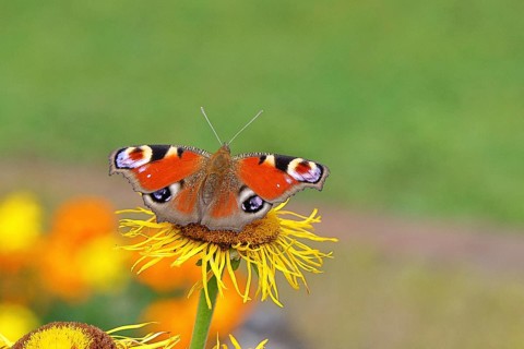 Peacock butterfly (Aglais io), on a yellow flower of a Great Telekie (Telekia speciosa), Wilnsdorf,