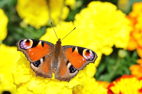 Peacock butterfly (Aglais io), on Tagetes erecta, Wilnsdorf, North Rhine-Westphalia, Germany