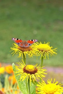 Peacock butterfly (Aglais io), on a yellow flower of a Great Telekie (Telekia speciosa), Wilnsdorf,