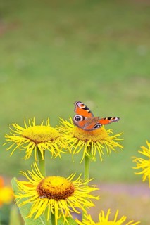 Peacock butterfly (Aglais io), on a yellow flower of a Great Telekie (Telekia speciosa), Wilnsdorf,