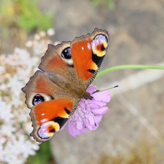 Peacock butterfly (Inachis io) sucking nectar on scabiosa, in a natural environment in the wild,