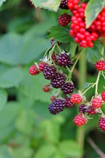 Blackberries (Rubus fruticosus), unripe and ripe fruit on a bush in a forest, Wilnsdorf, North