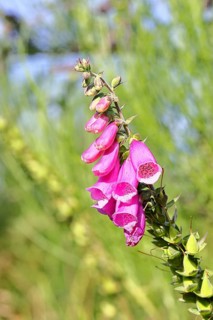 Common foxglove (Digitalis purpurea), flowers, from the plantain family, highly toxic, deadly