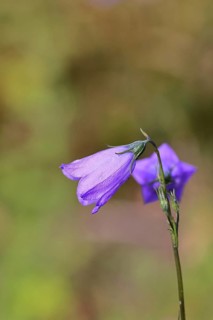 Meadow bellflower (Campanula patula), blue flower, on a nutrient-poor meadow, Wilnsdorf, North