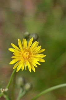 Meadow peony (Crepis biennis), yellow flower by the wayside, Wilnsdorf, North Rhine-Westphalia,