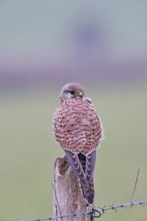 Kestrel (Falco tinnunculus), on a pasture fence post, Bieslicher Insel, Lower Rhine, North