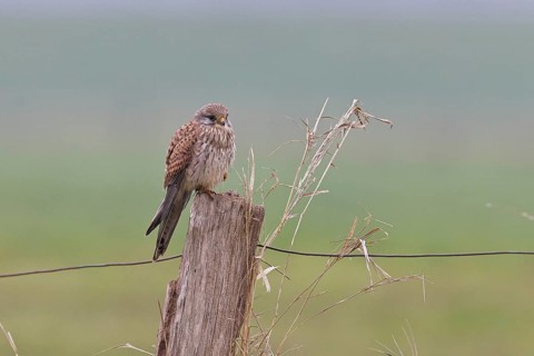 Kestrel (Falco tinnunculus), on a pasture fence post, Bieslicher Insel, Lower Rhine, North