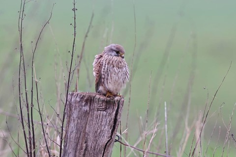 Kestrel (Falco tinnunculus), on a pasture fence post, Bieslicher Insel, Lower Rhine, North