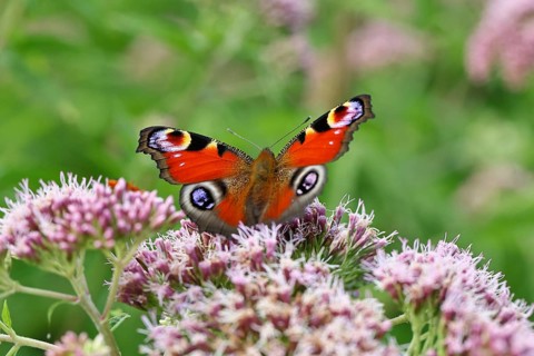 Peacock butterfly (Inachis io) on a flower of the water daffodil (Eupatorium cannabinum),