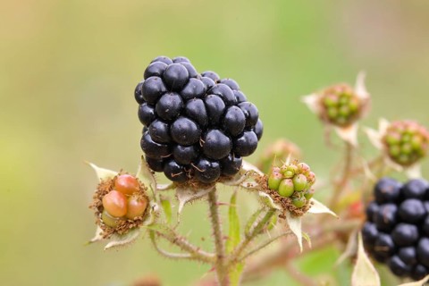 Blackberries (Rubus sectio Rubus), various ripe fruits, nature photography, wild blackberry, ripe