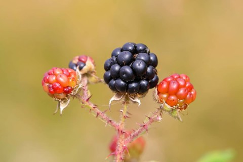 Blackberries (Rubus sectio Rubus), various ripe fruits, nature photography, wild blackberry, ripe