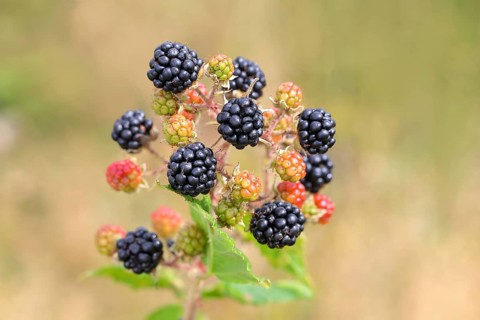 Blackberries (Rubus sectio Rubus), various ripe fruits, nature photography, wild blackberry, ripe