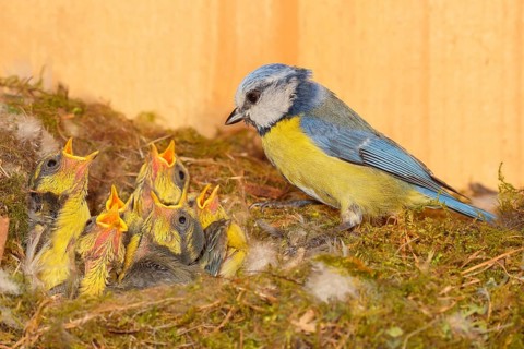 Blue tit (Parus caeruleus), feeding twelve-day-old young birds in the nesting box, Wildlife,