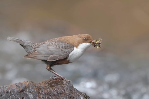 White-throated Dipper (Cinclus cinclus) on a mossy stone on the bank of a river, with caddis fly