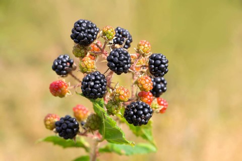 Blackberries (Rubus sectio Rubus), various ripe fruits, nature photography, wild blackberry, ripe