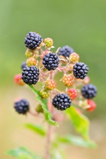 Blackberries (Rubus sectio Rubus), various ripe fruits, nature photography, wild blackberry, ripe