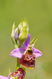 Bumblebee ragwort (Ophrys holoserica) flower, wild orchid, close-up, orchids, orchid, orchid plant,