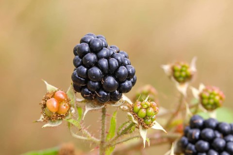 Blackberries (Rubus sectio Rubus), various ripe fruits, nature photography, wild blackberry, ripe