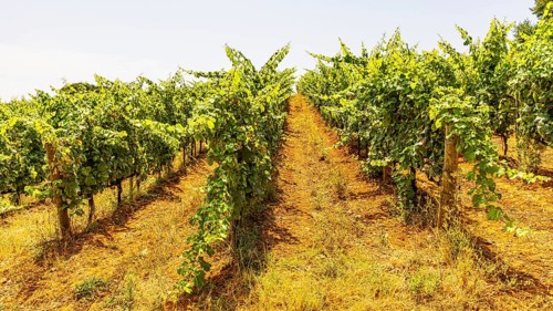 Vineyard near the Arrighi winery, Porto Azzurro, Elba Island, Tuscan Archipelago National Park,