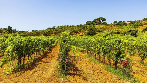 Vineyard near the Arrighi winery, Porto Azzurro, Elba Island, Tuscan Archipelago National Park,