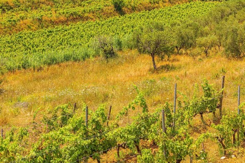 Vines and olive trees, near the Arrighi winery, Porto Azzurro, Elba Island, Tuscan Archipelago