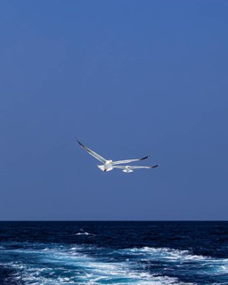Seagulls (Larinae) following a ship, Elba Island, Tuscan Archipelago National Park, Tuscany, Italy