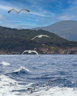 Seagulls (Larinae) following a ship, Elba Island, Tuscan Archipelago National Park, Tuscany, Italy