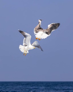 Seagulls (Larinae) following a ship, Elba Island, Tuscan Archipelago National Park, Tuscany, Italy