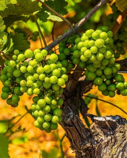 Grapes on a vine, near the Arrighi winery, Porto Azzurro, Elba Island, Tuscan Archipelago National