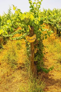 Vine with grapes for Chardonnay wine, near the Arrighi winery, Porto Azzurro, Elba Island, Tuscan