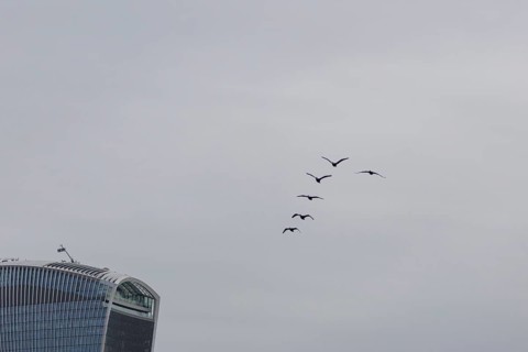 Six cormorant birds flying with the Fenchurch Building or The Walkie Talkie office skyscraper