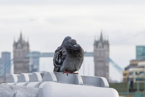 Feral pigeon (Columba livia domestica) two adult birds on the Millenium bridge with Tower bridge in