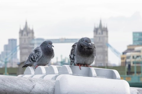 Feral pigeon (Columba livia domestica) two adult birds on the Millenium bridge with Tower bridge in