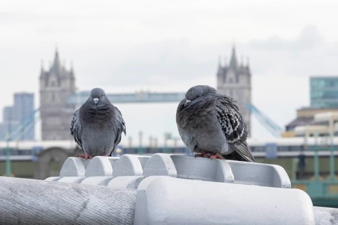 Feral pigeon (Columba livia domestica) two adult birds on the Millenium bridge with Tower bridge in
