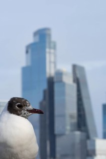 Black headed gull (Chroicocephalus ridibundus) adult bird on the Millenium bridge with office block