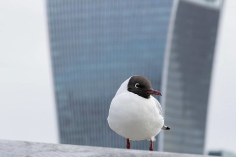 Black headed gull (Chroicocephalus ridibundus) adult bird on the Millenium bridge with the